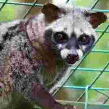 Jual Beli Musang Area Sepakat Dan Sekitarnya