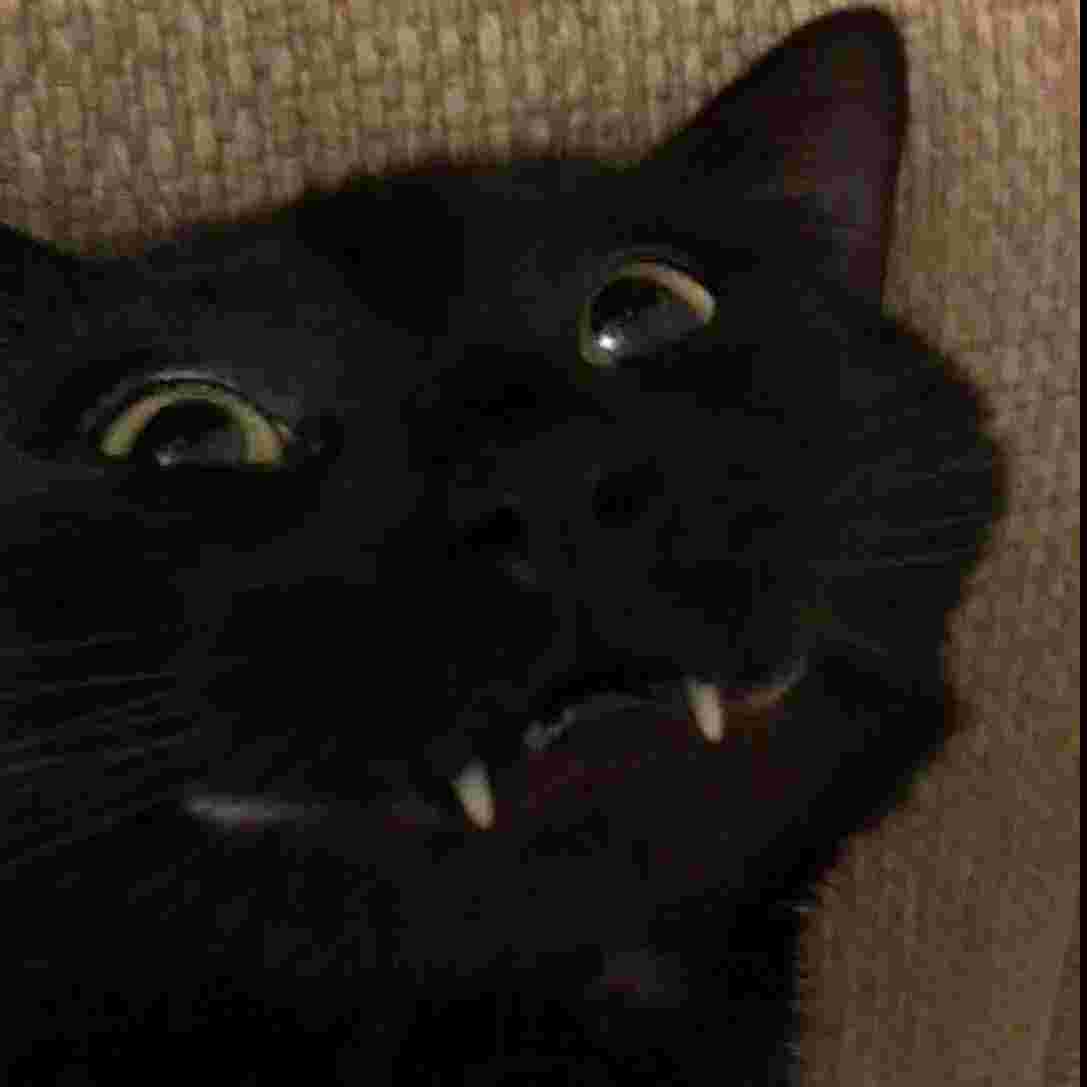 awokawok