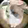fox_ananda099